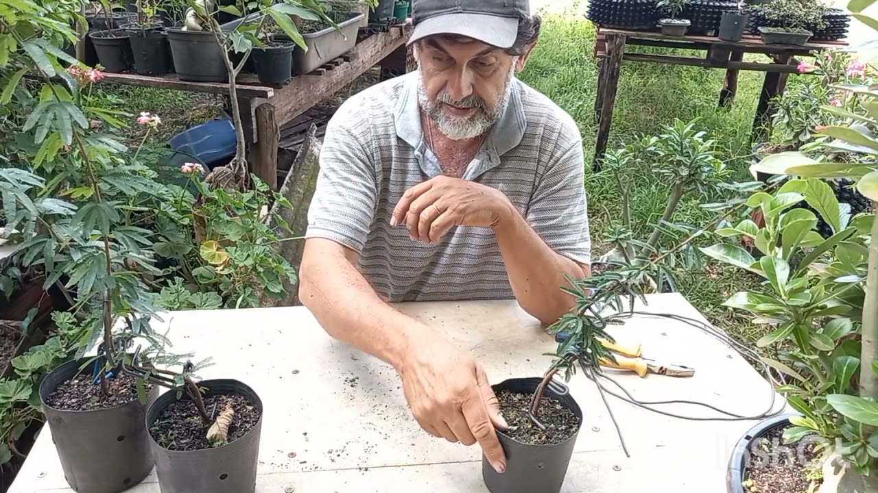 Como fazer ferramenta simples PARA ENTORTAR O TRONCO DO BONSAI JOVEM