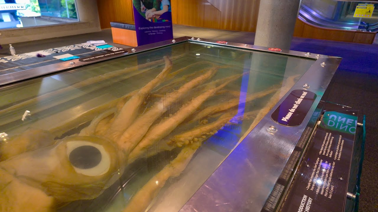 Queensland Museum Kurilpa | Brisbane, Australia, Walking Tour 2025 &bull; 4k HDR
