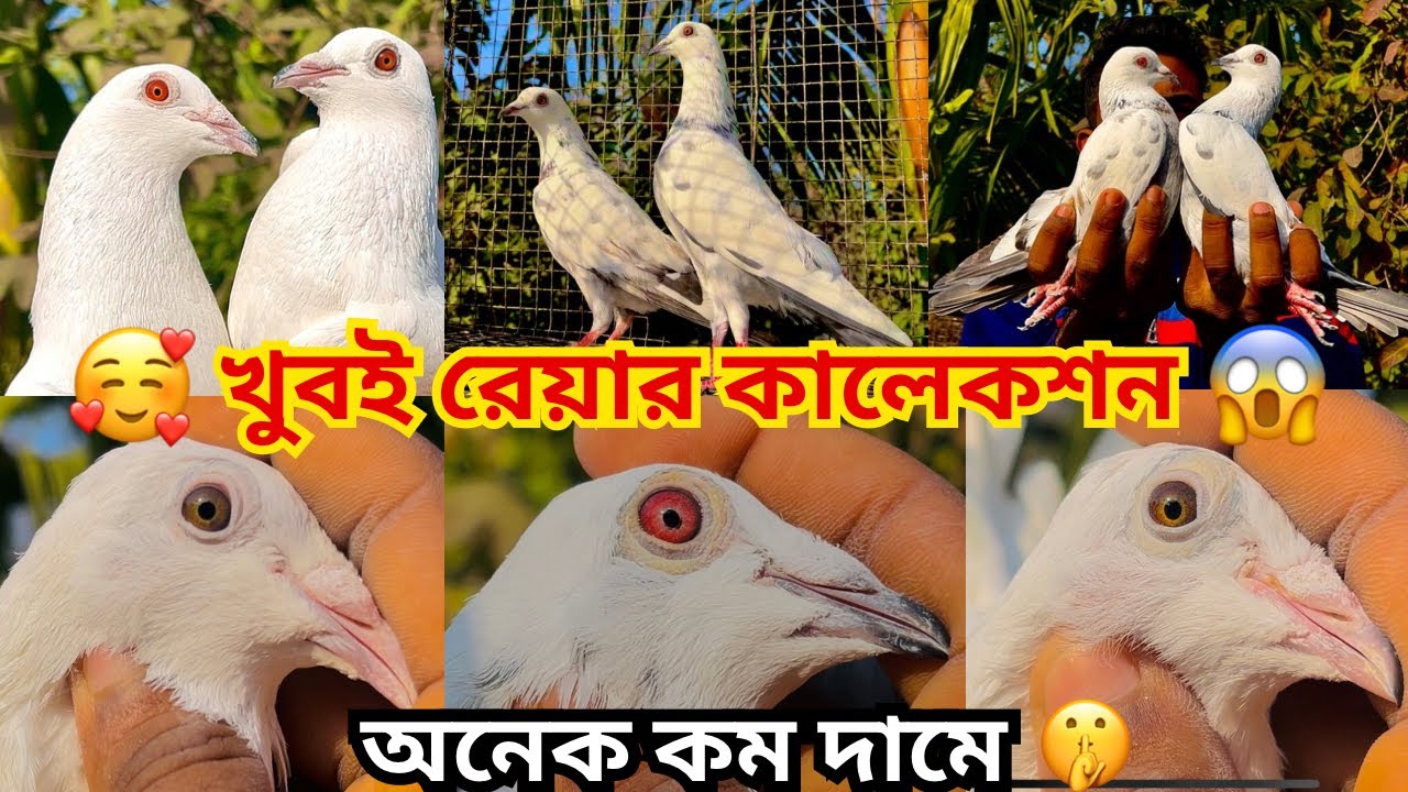 কালদানা, লেকদার, কালানঙ্খা দারুন দারুন কোয়ালিটির মাদ্রাসা পায়রা অনেক সস্তায় পাবেন 🥰।