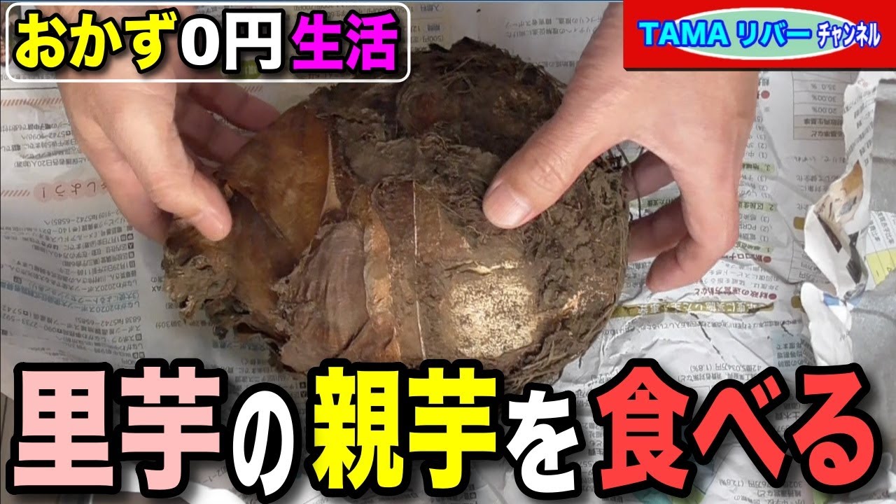 【おかず0円生活】頭大の里芋（赤芽芋）の親芋を食べる♪