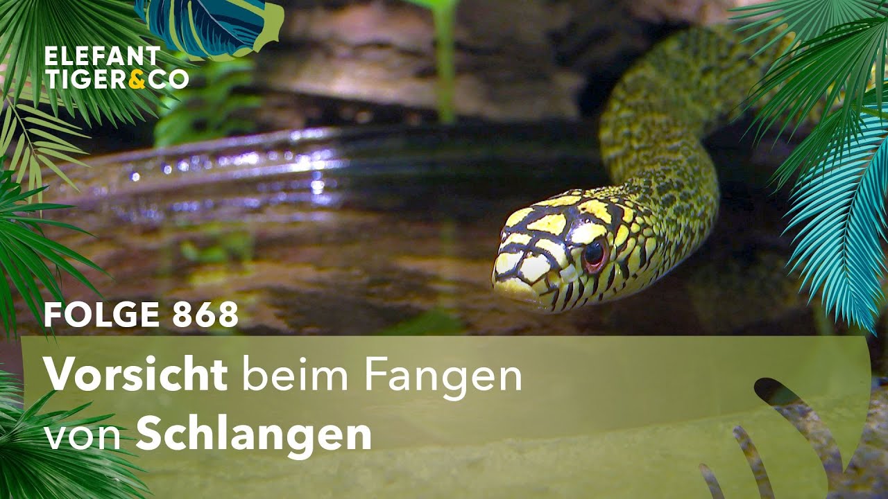 Passt, wackelt, hat Luft! (Folge 868) | Elefant, Tiger & Co. | MDR