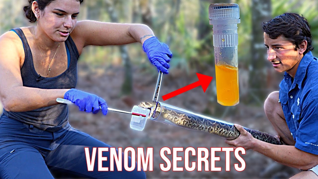 Decoding The Venom Secrets Of The Eastern Diamondback Rattlesnake