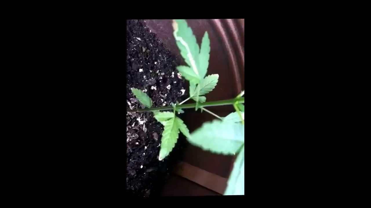 Signs of female weed plants!
