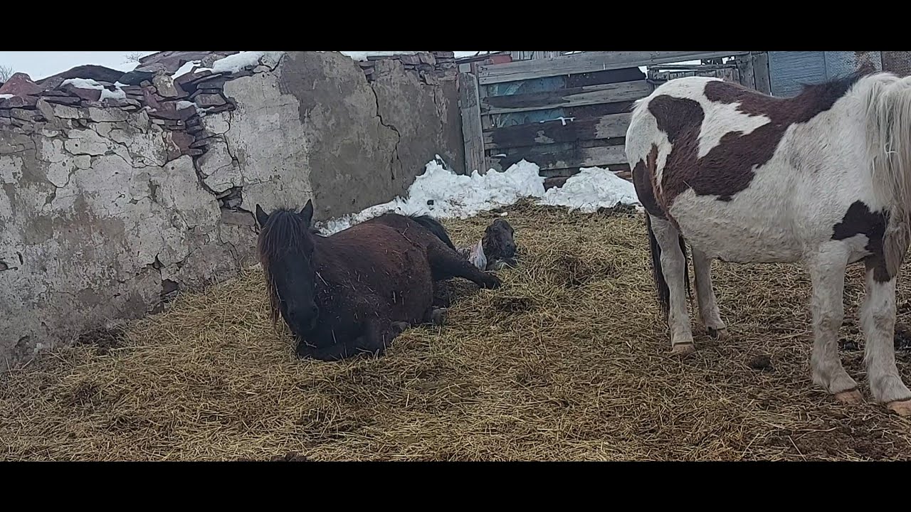 Жизнь в селе#Казахстан#Ожеребилась Звездочка,а за ней и Бьянка.