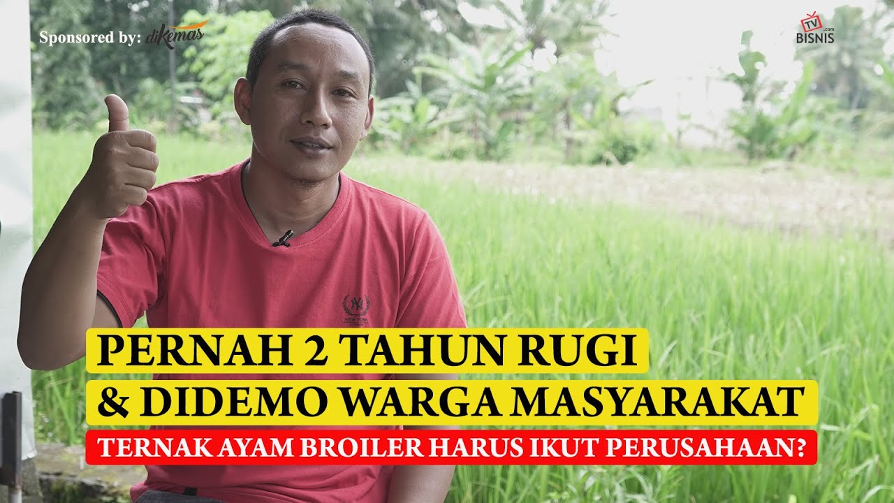 PERNAH 2 TAHUN RUGI DAN DIDEMO WARGA, TERNAK AYAM BROILER HARUS IKUT PERUSAHAAN?