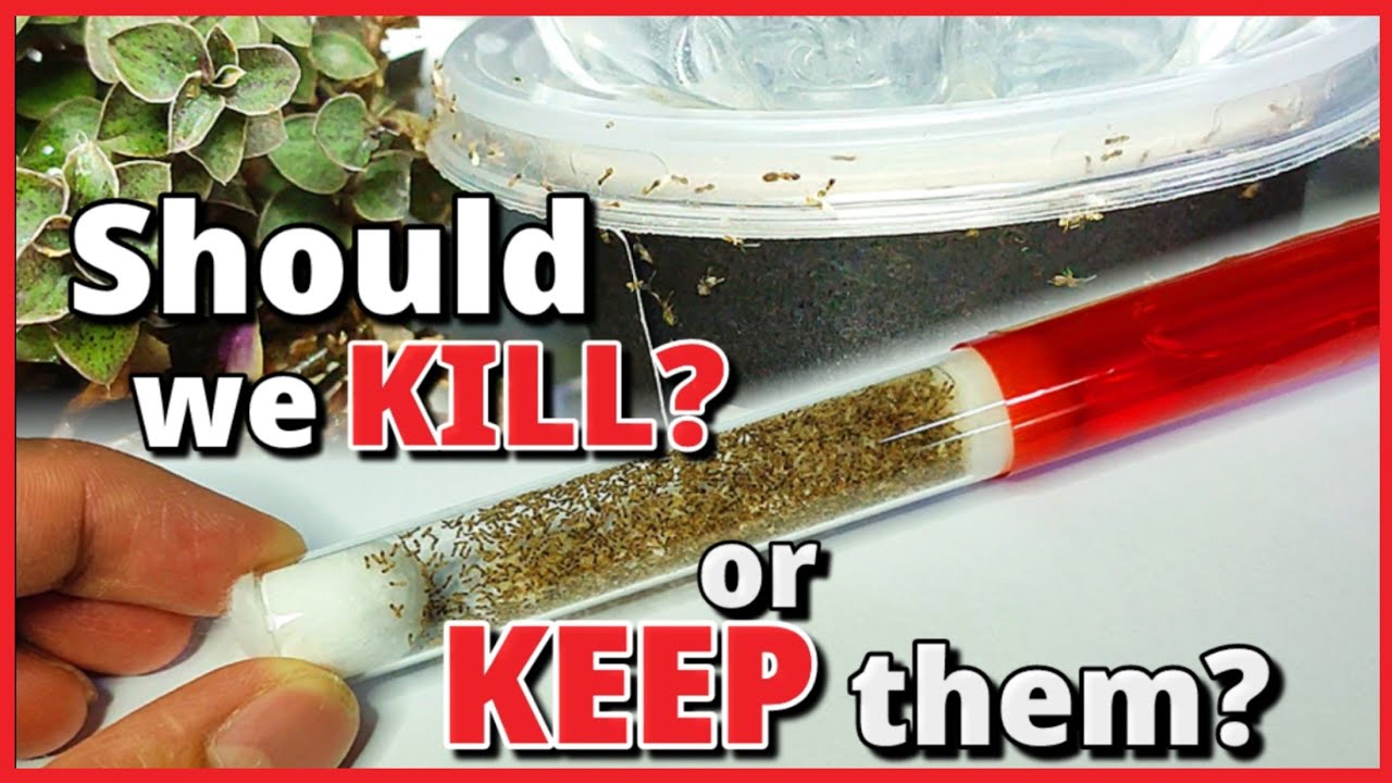 How to collect a WILD ANT COLONY | D colony