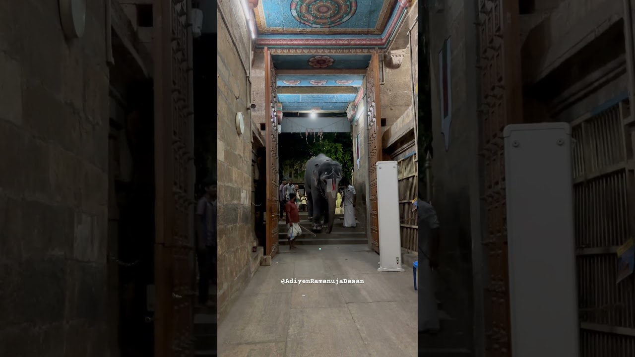 Lakshmi of Srirangam - #temple #elephant