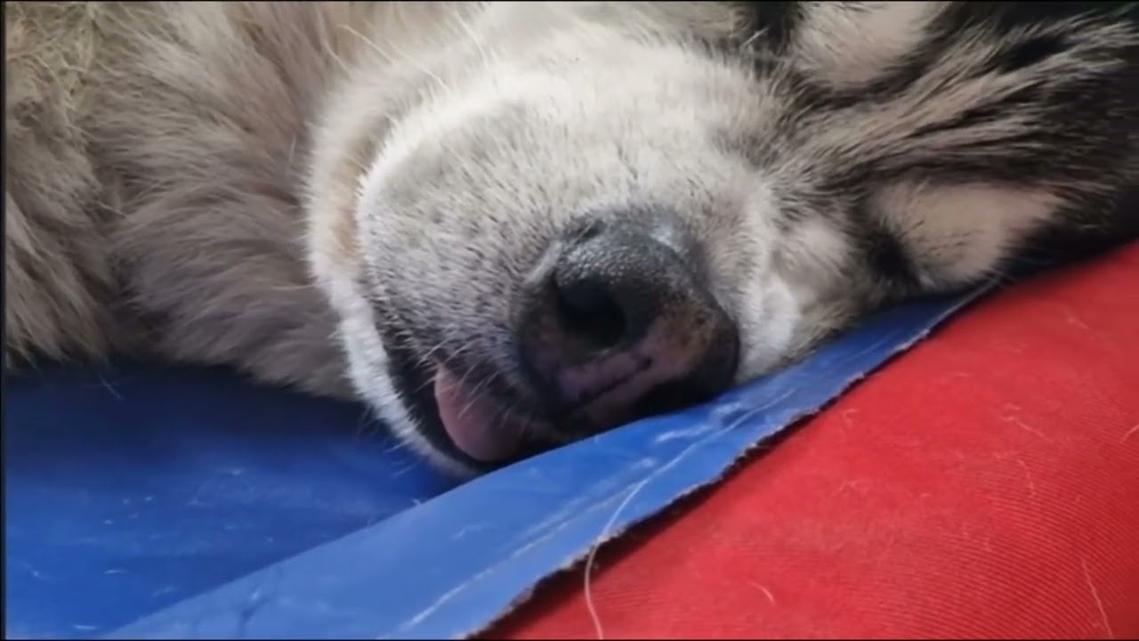 I Found Out Why My Husky Wakes Up So Tired!
