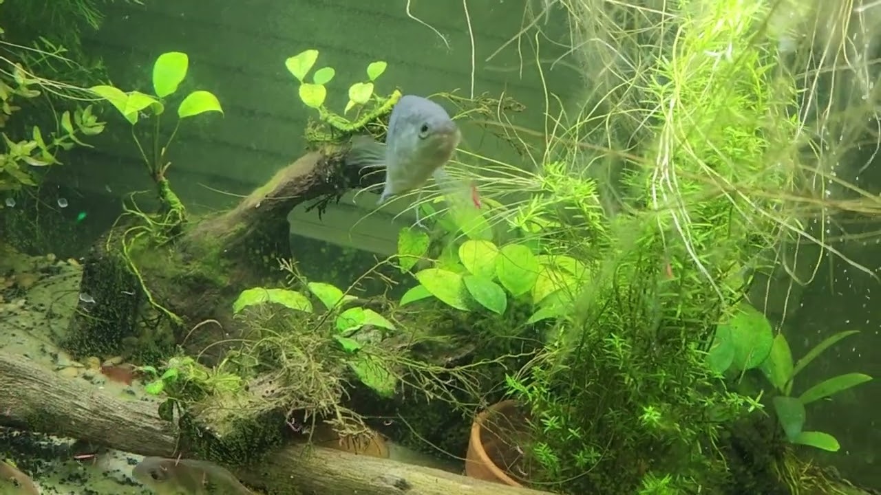 My Aquarium 2026 Update Video