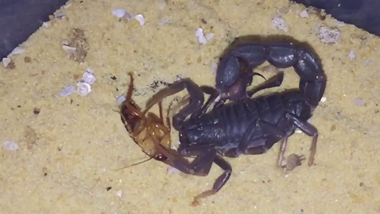 Feeding 2 Parabuthus Transvaalicus South African Thick Tailed Scorpions