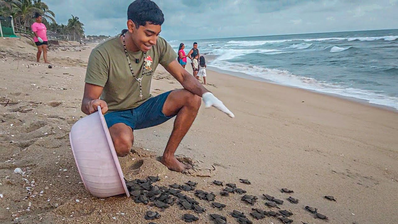Libere TORTUGAS MARINAS🐢 Así fue mi experiencia