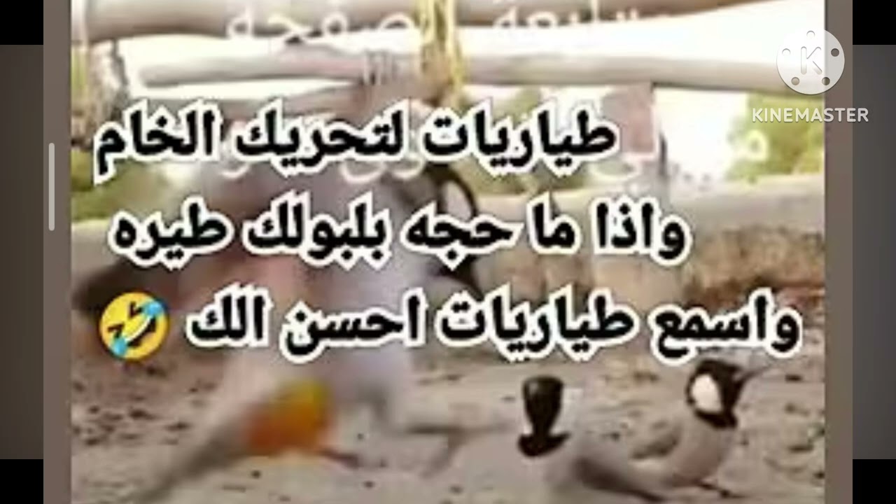 بلبل للتخريج وللبلابل القافله 