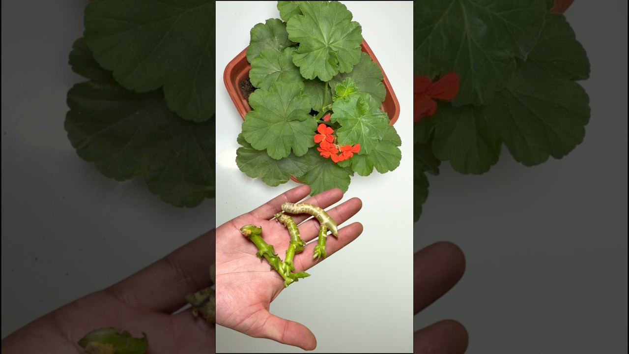 Growing Geraniums 🌺 in just 10 Days #shorts
