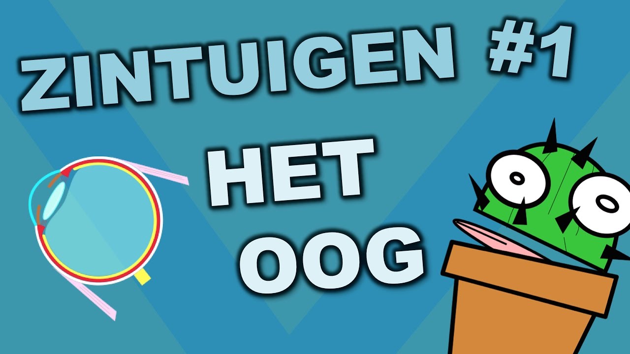 Onderdelen van het oog - Zintuigen #1 - Cactuss Biologie