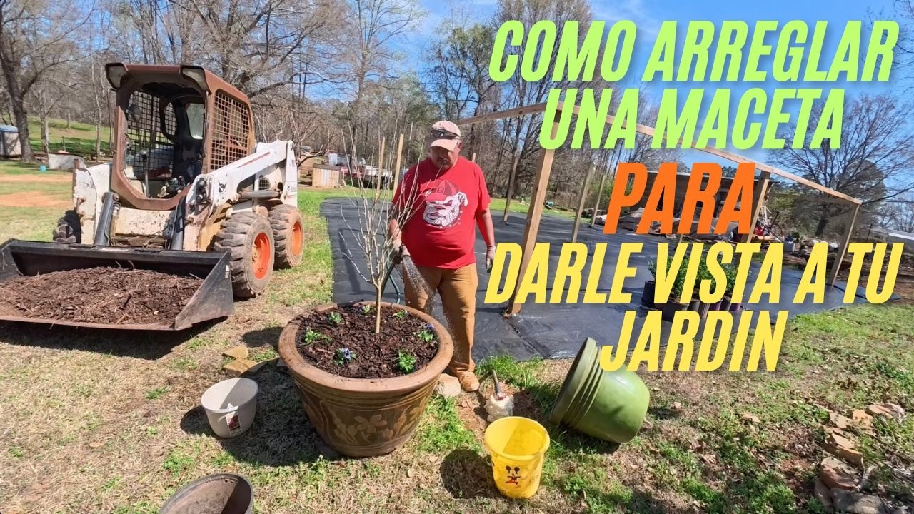 Como arreglar una maceta con rosa de siria y flores para darle vista a tu jardin