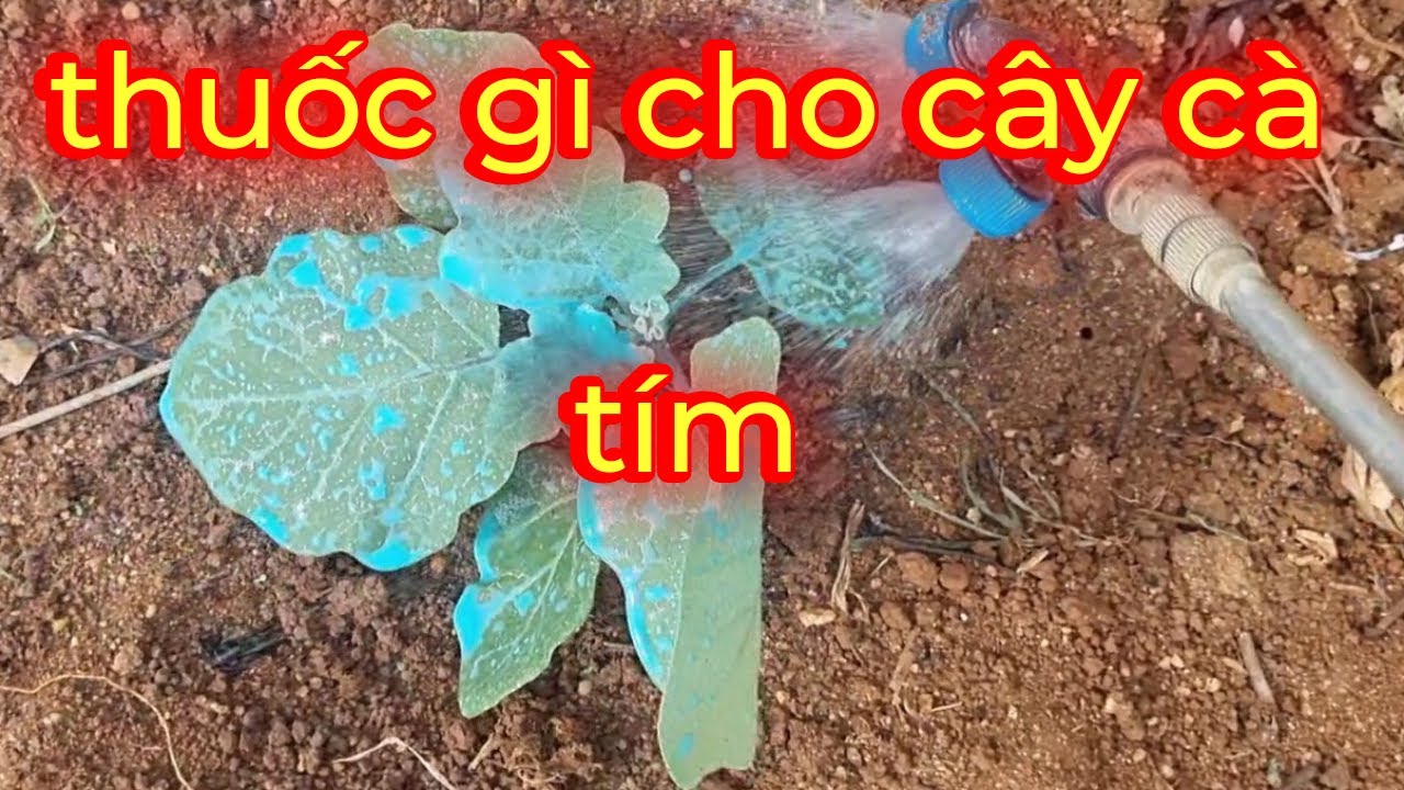 Phun thuốc cho cây cà tím định kỳ để đạt hiệu  quả tối đa // Cây mini tv