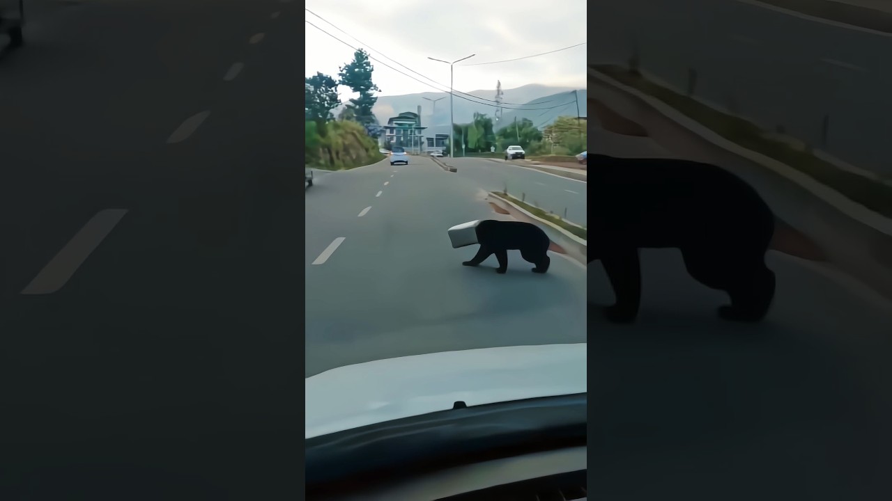 bear in Thimphu city bhutan, he need to help/ poor bear