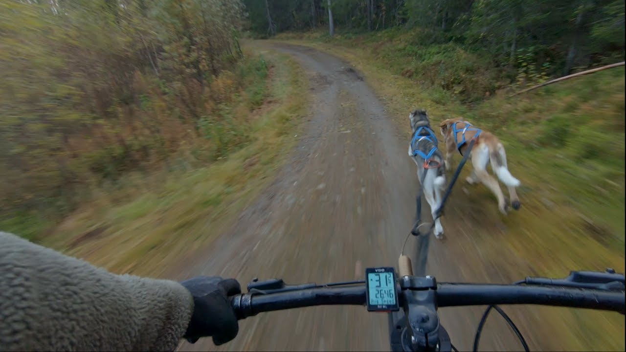 Dryland mushing with scooter and two dogs (2)