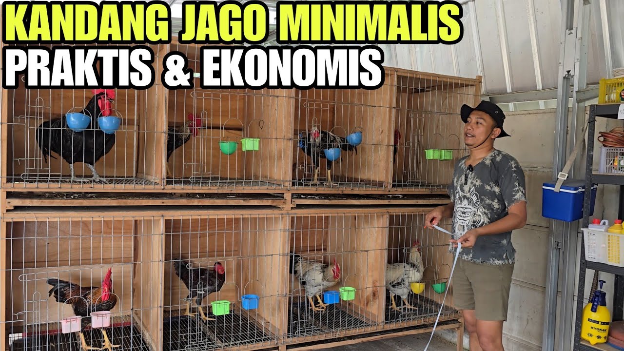 KANDANG AYAM JAGO MINIMALIS & PRAKTIS💯