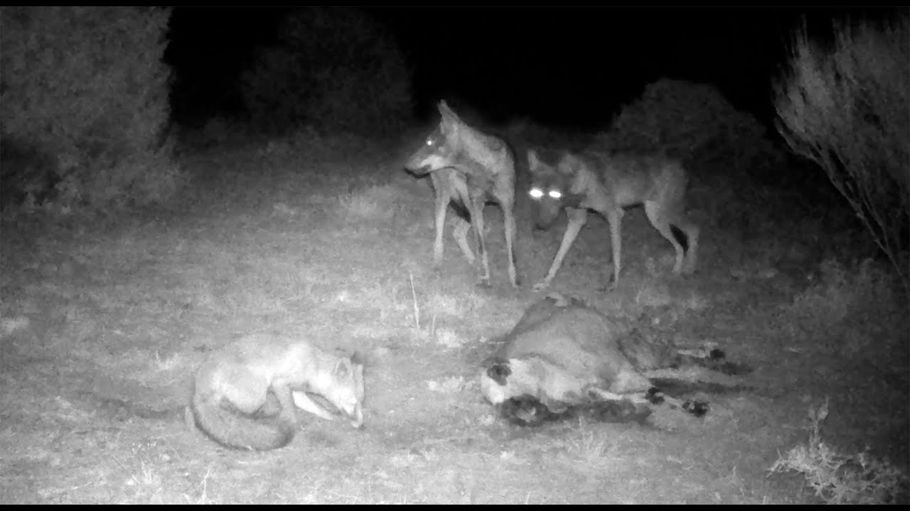 LOBO y ZORRO  ¿amigos o enemigos?
