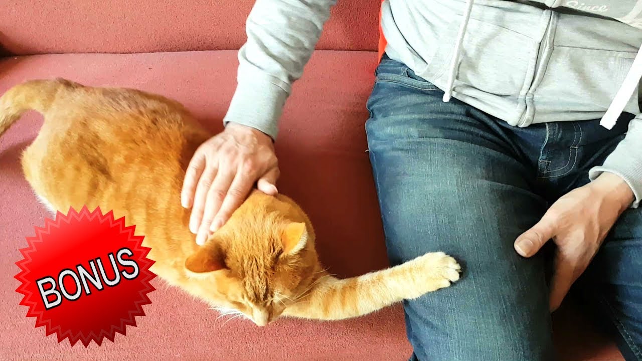 Alvi cat : 6 HUGE benefits of being a cat owner
