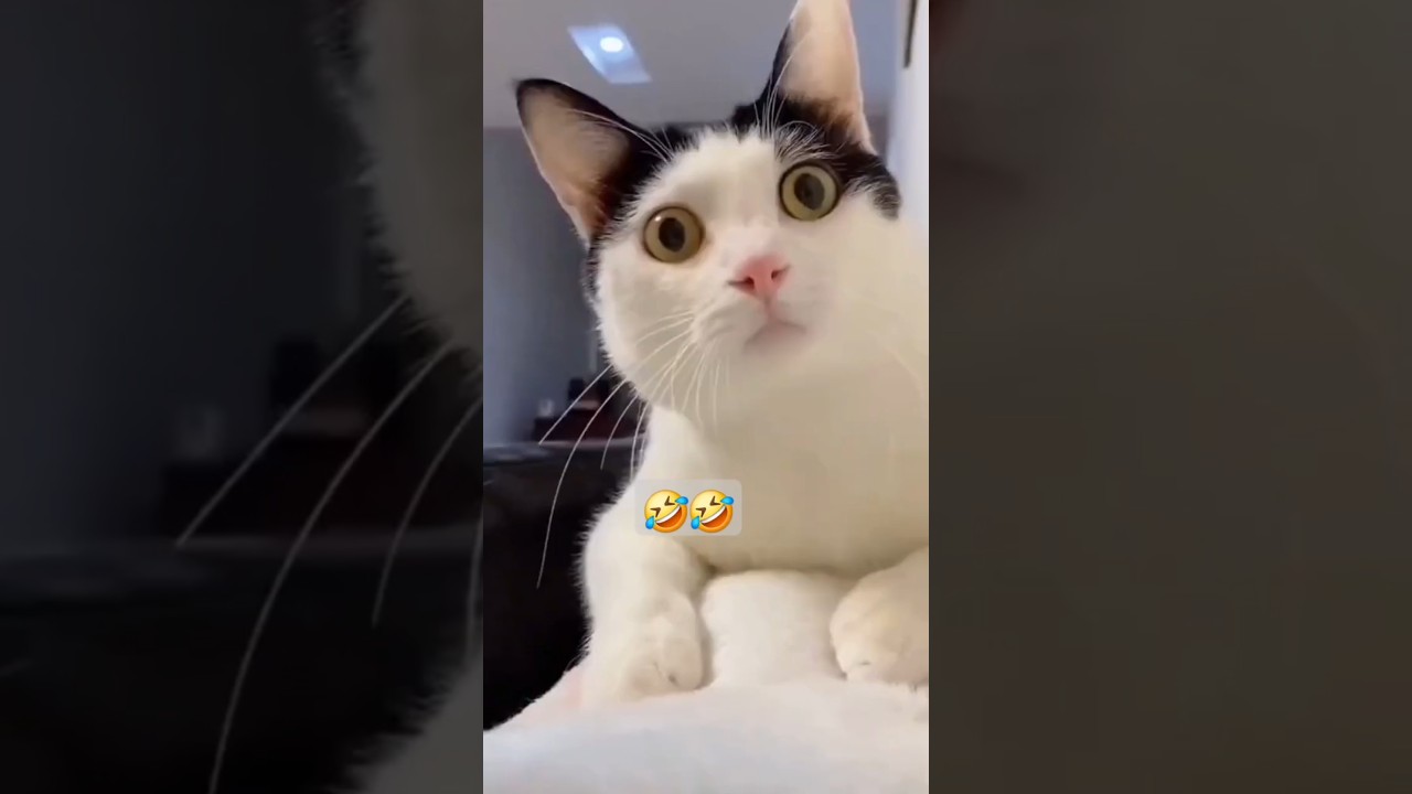 Chat rigolo a mourir de rire 🤣🤣