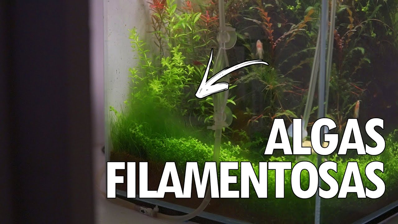 COMO ACABAR COM AS ALGAS FILAMENTOSAS? - Guia das Algas ep.1