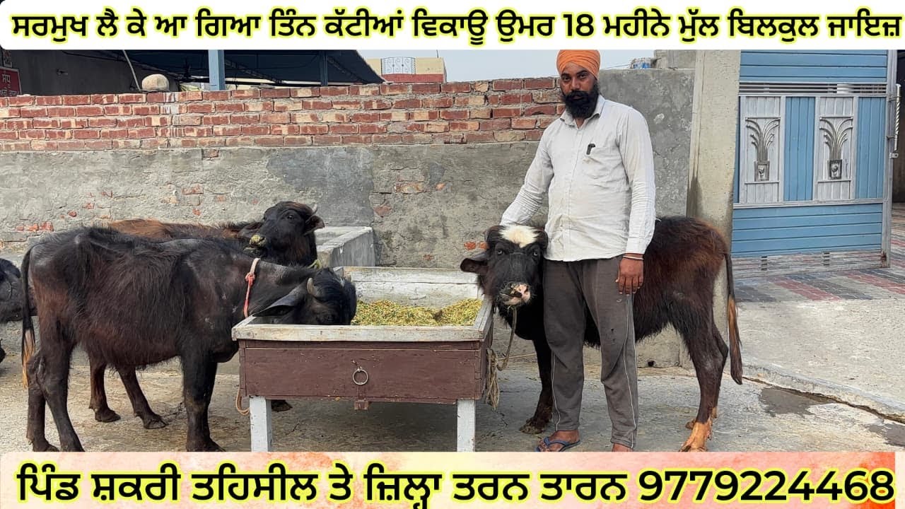 27/02/2026 ਸਰਮੁੱਖ ਲੈ ਕੇ ਆ ਗਿਆ ਤਿੰਨ ਕੱਟੀਆਂ ਵਿਕਾਊ ਉਮਰ 18 ਮਹੀਨੇ ਪਿੰਡ ਸ਼ਕਰੀ 9779224468 
