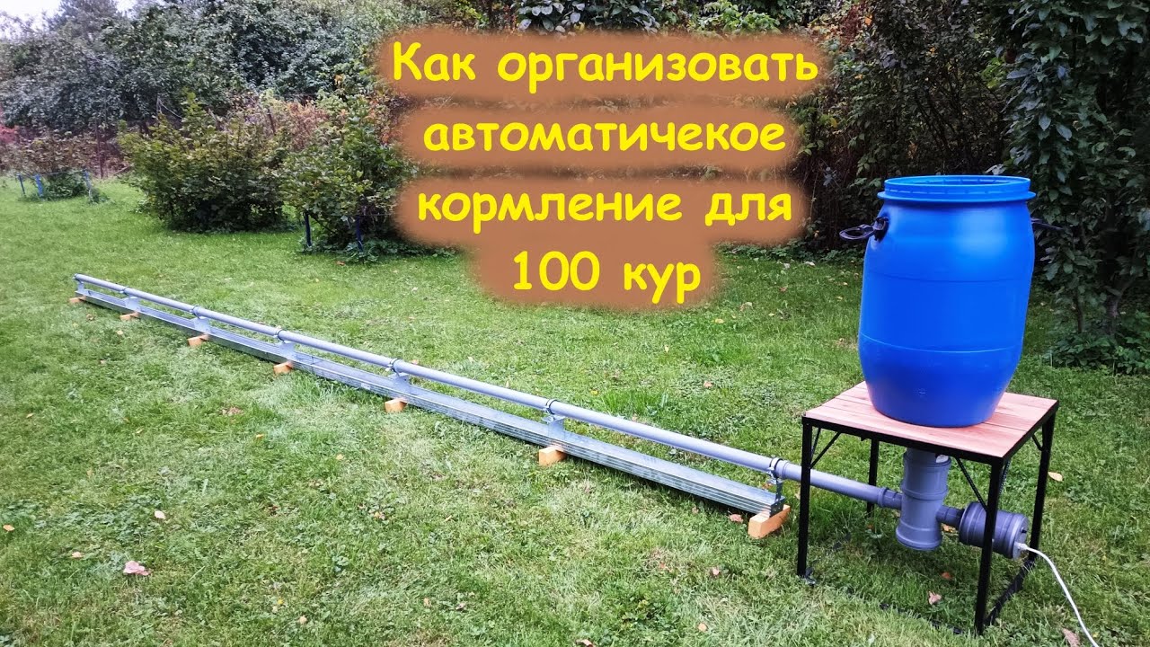 Как организовать кормление для 100 кур / кормушка для кур #автокормушка #курица #село 