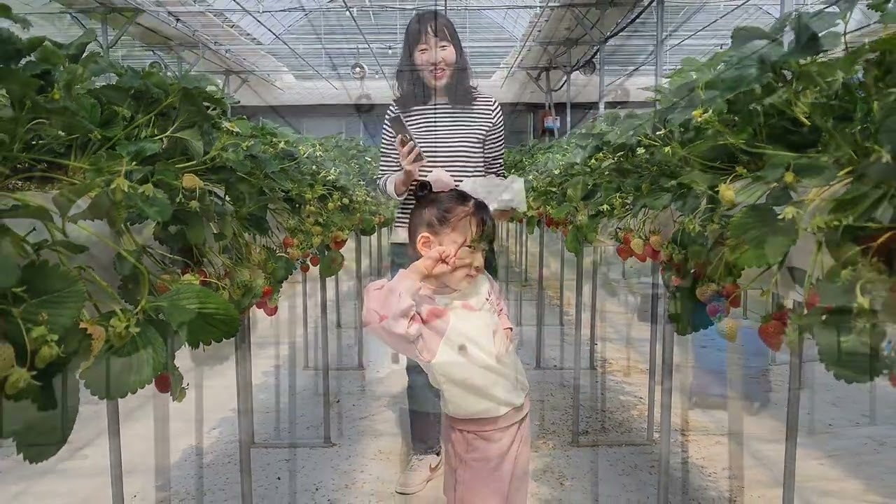 장스베리농장체험 #딸기따기#딸기체험#장스베리