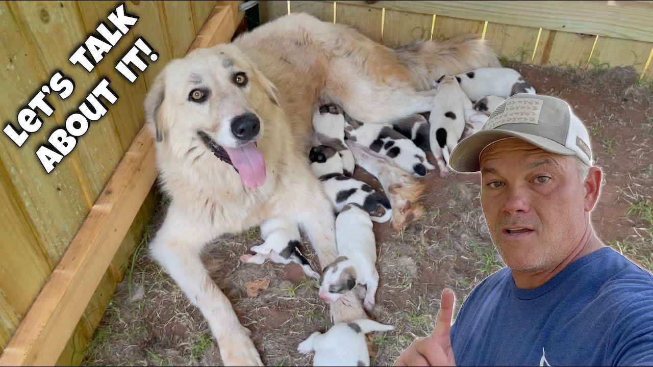 How To Raise LGD Puppies | Puppy Update | LGD Puppies | Livestock Guardian Dog