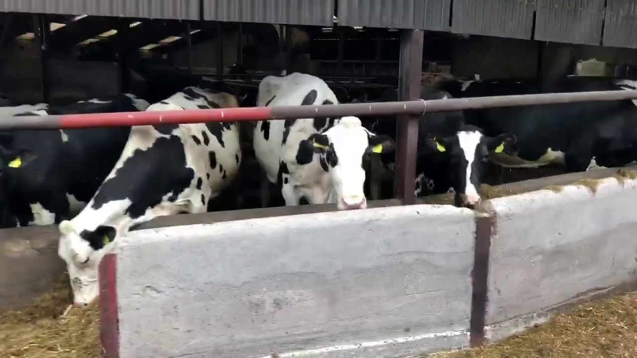 Cattle feed barrier design: feed trough or feed fence?