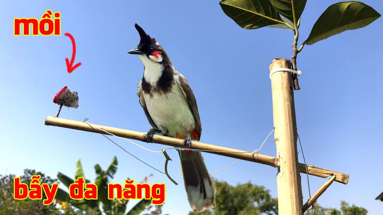 Tuyệt chiêu chế tạo B. ẫy Chim, các lỗi thường gặp