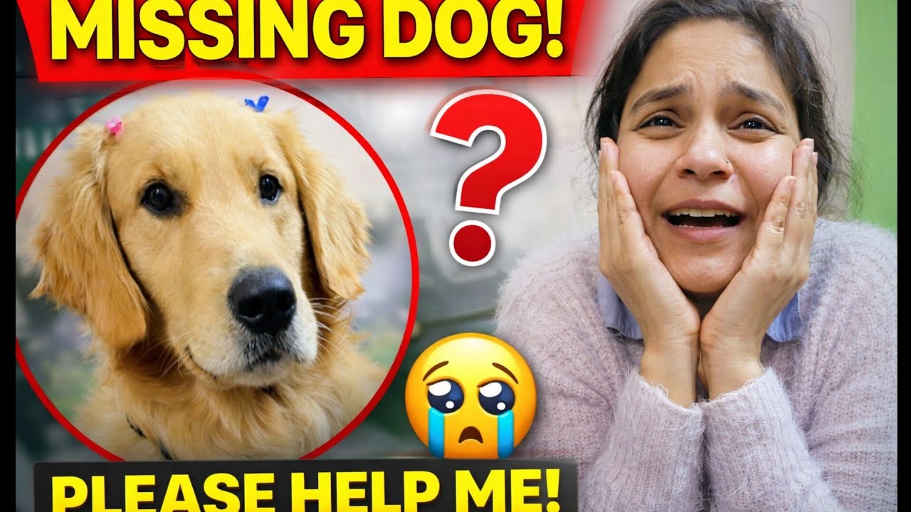 My Dog Is Missing 😭🐶 | Please Help Me Find Bruno | Emotional Dog Story l Golden retriever #pet #dog