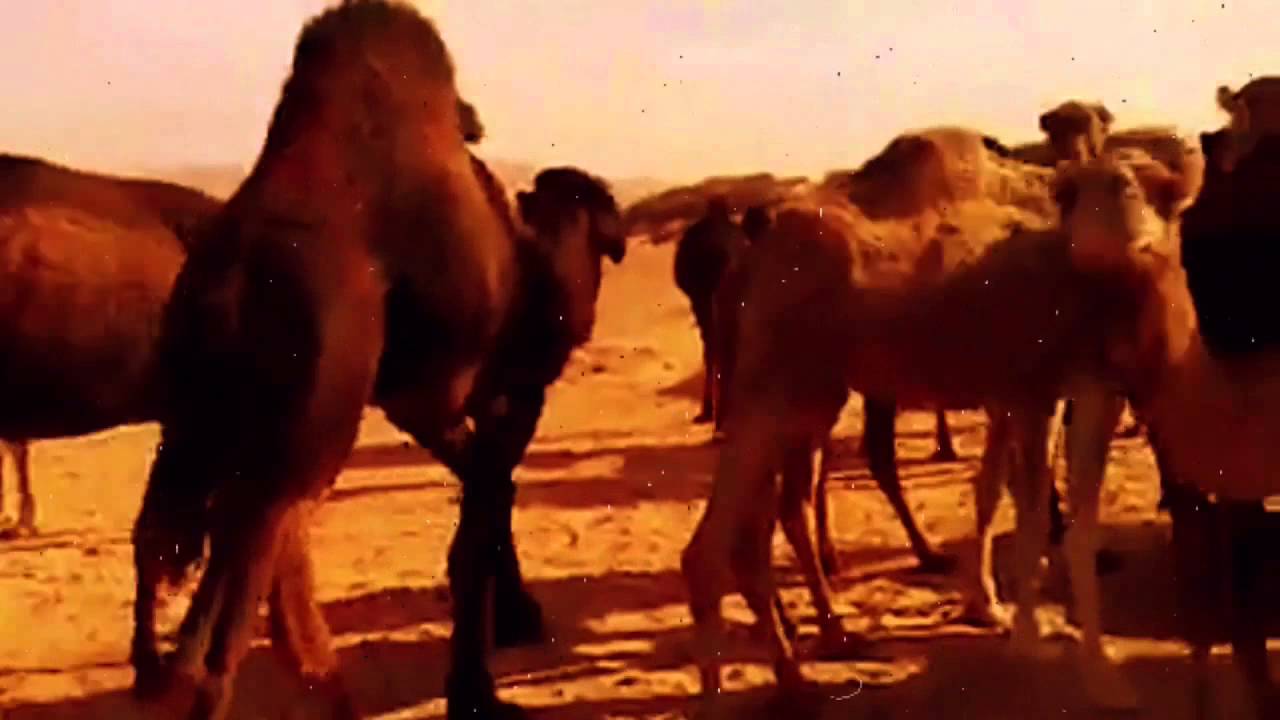 ‎‫أشرف محفوظ  المسوح ‬