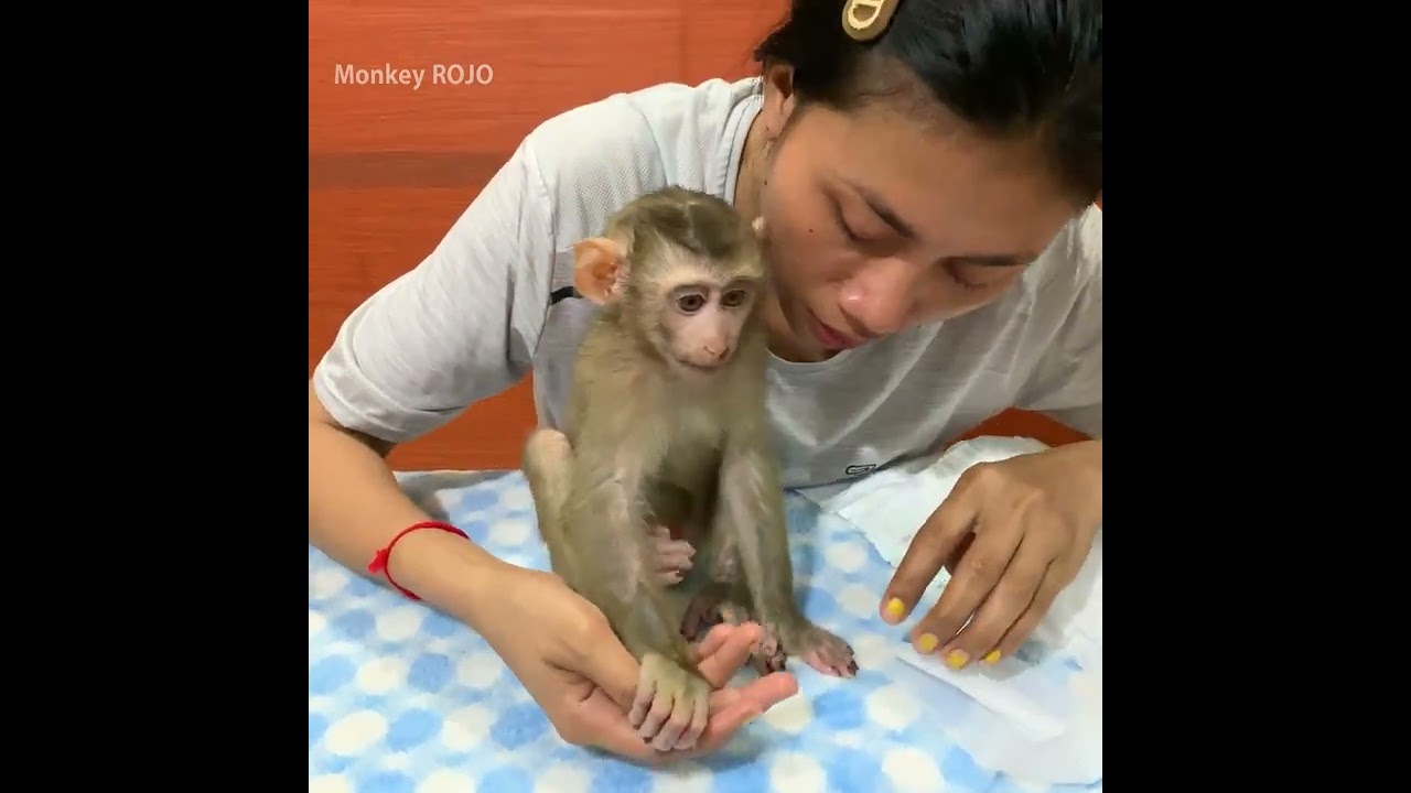 Baby monkey ROJO’s hand was hurting he can’t playing and hold heavy thing like before