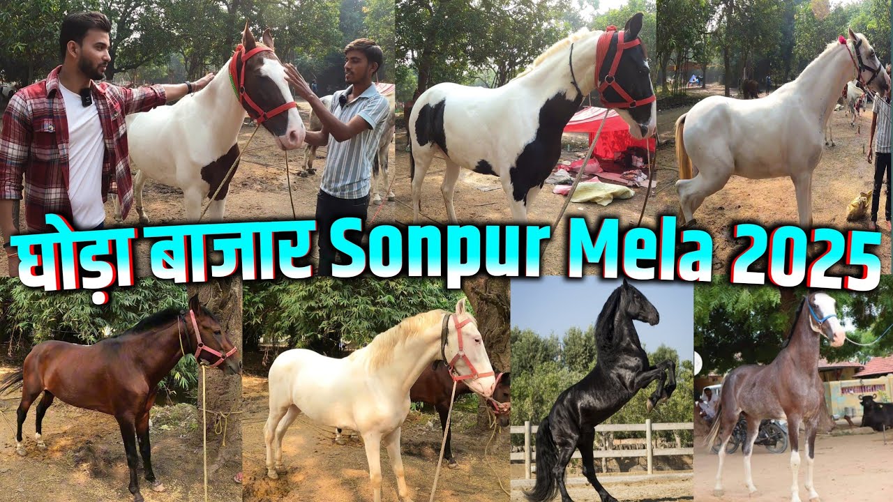 Sonpur Mela 2025 Ghoda Bajar | सोनपुर मेला घोड़ा बाजार 2025 | Sonpur Mela Horse Market 2025 