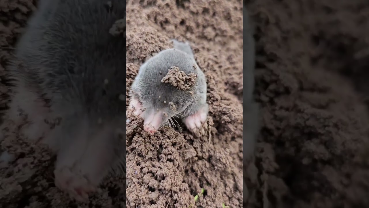 Nature's Tunneling Experts: How Moles Dig Their Homes