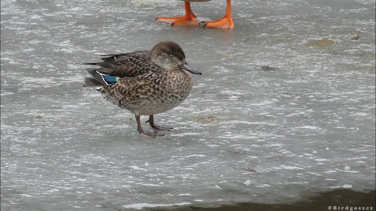 Cyraneczka - samica, Eurasian teal - female (Anas crecca)