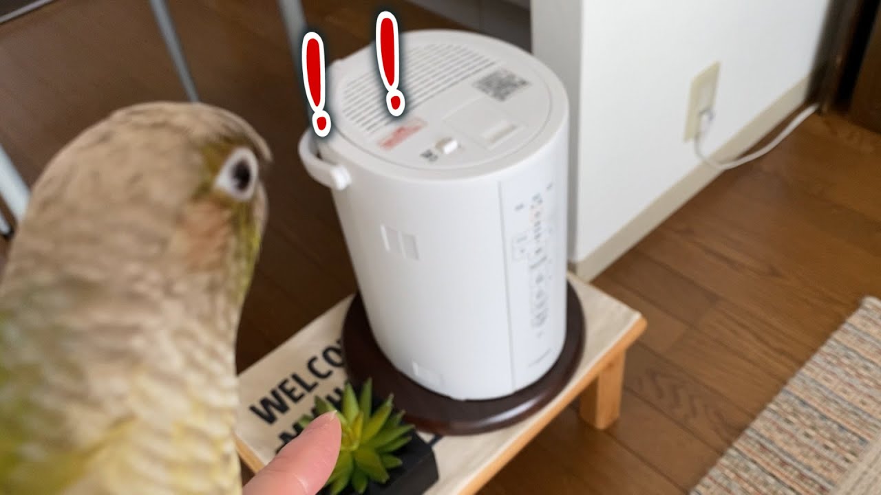 加湿器に驚いて叫び声を上げたインコ【保温・冬支度】