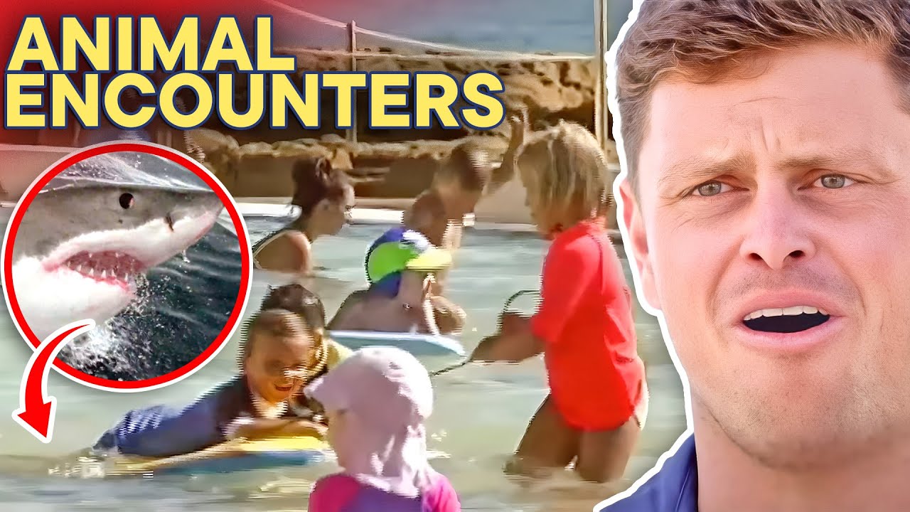 SHARK! Animals Gone WILD At Busy Beach | Bondi Rescue MEGA Compilation