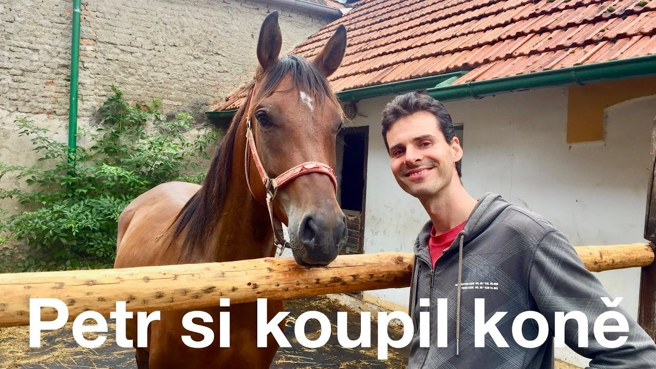 Petr si koupil koně 🐎❤️ Nov&yacute; člen na&scaron;&iacute; rodiny Shagya arab Korv&iacute;n | VLOG part 1