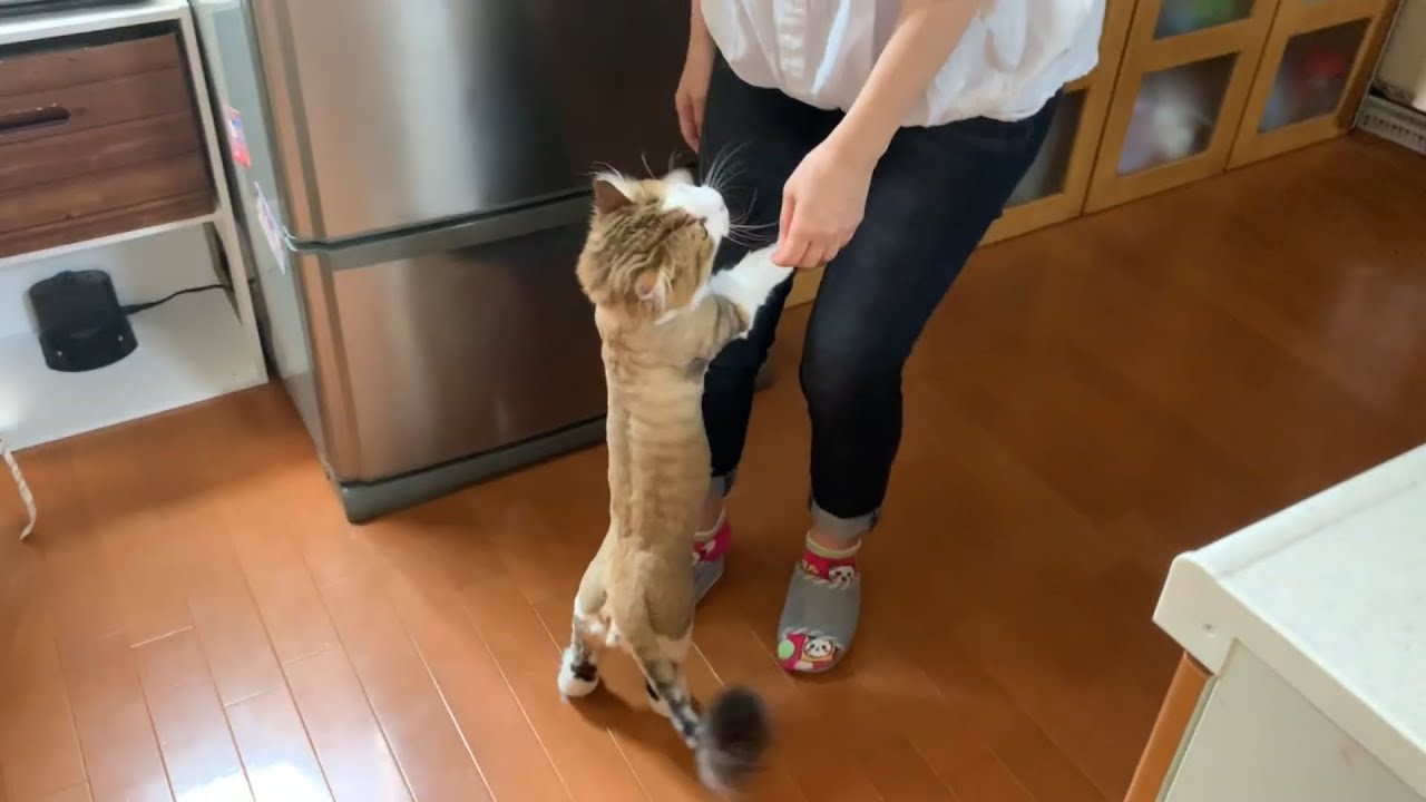 お母さんに甘える猫の様子が超かわいい   A super cute kitten begging for Mom's attention.