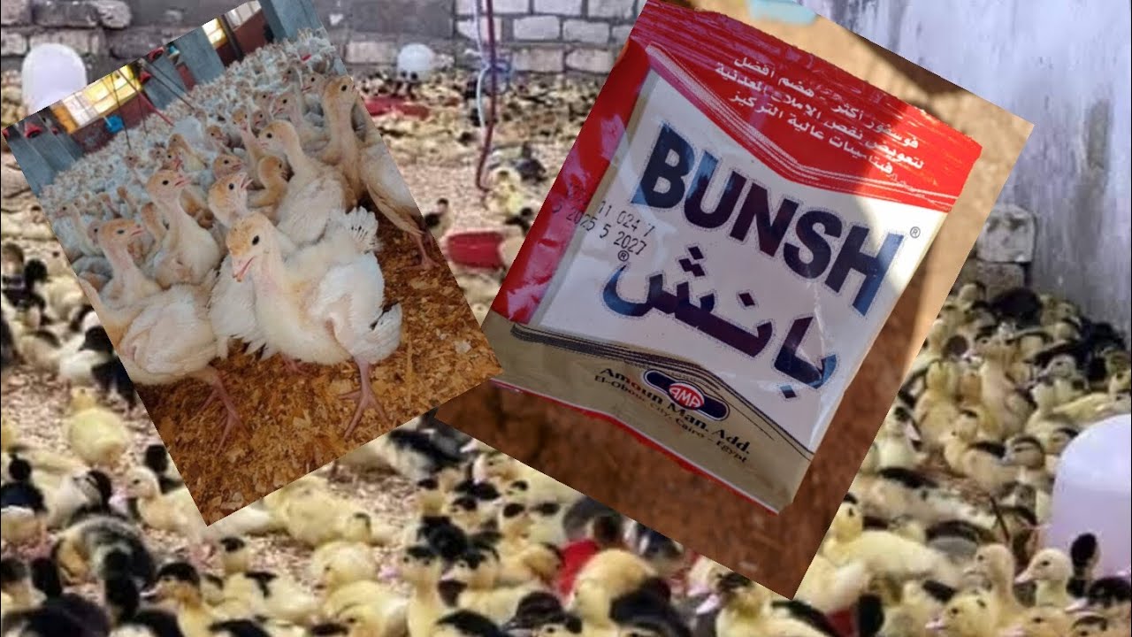 #كل مره تستخدمى الطريقة دى هتمنعى الافتراس عند الطيور وهتاخدى أعلى إنتاج بيض عند طيورك 🐔🐓🦆