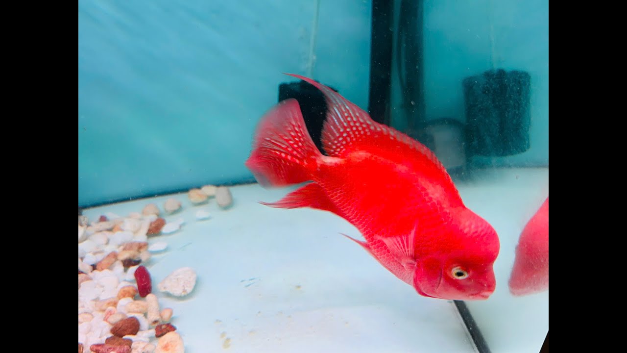 Lên Lô Cá La Hán Khỉ Đỏ Giá Tốt Từ Trại - Super Red Monkey Flowerhorn Fish International Shipment