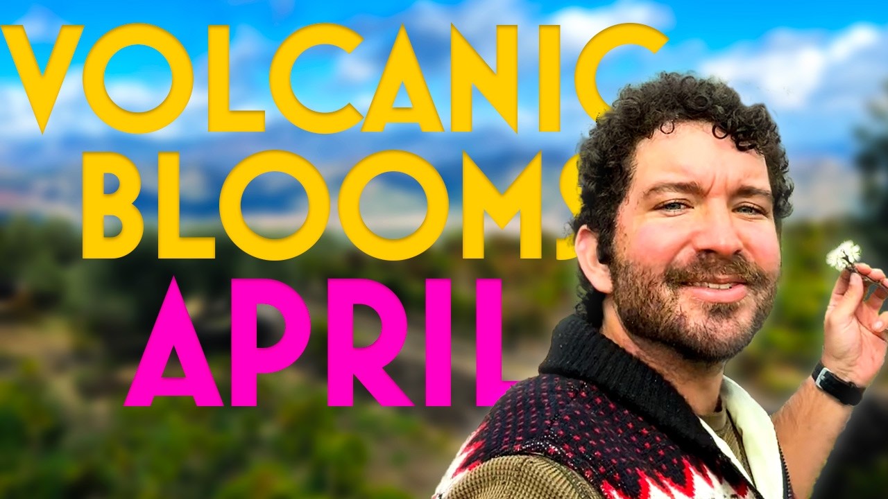 🌋 April on the Mount Etna Vineyard - Everything's Growing! 🌺  #etna #sicily #vineyard #horticulture