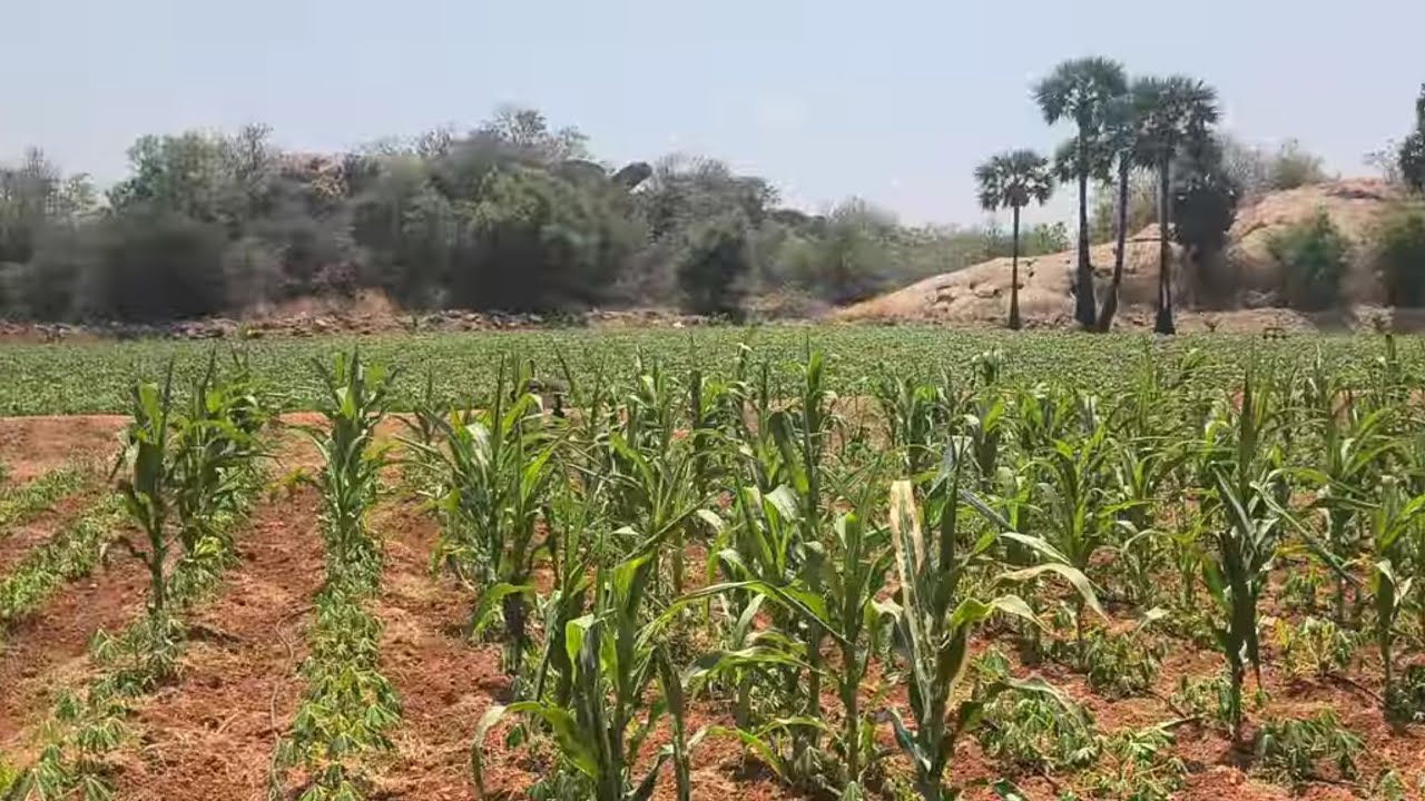 ஈரோடு (மா)அந்தியூர்(வ) பூனாச்சி  அருகில் 2.5 ஏக்கர் தோட்டம் விற்க 9585376767#realeastate#agriculture