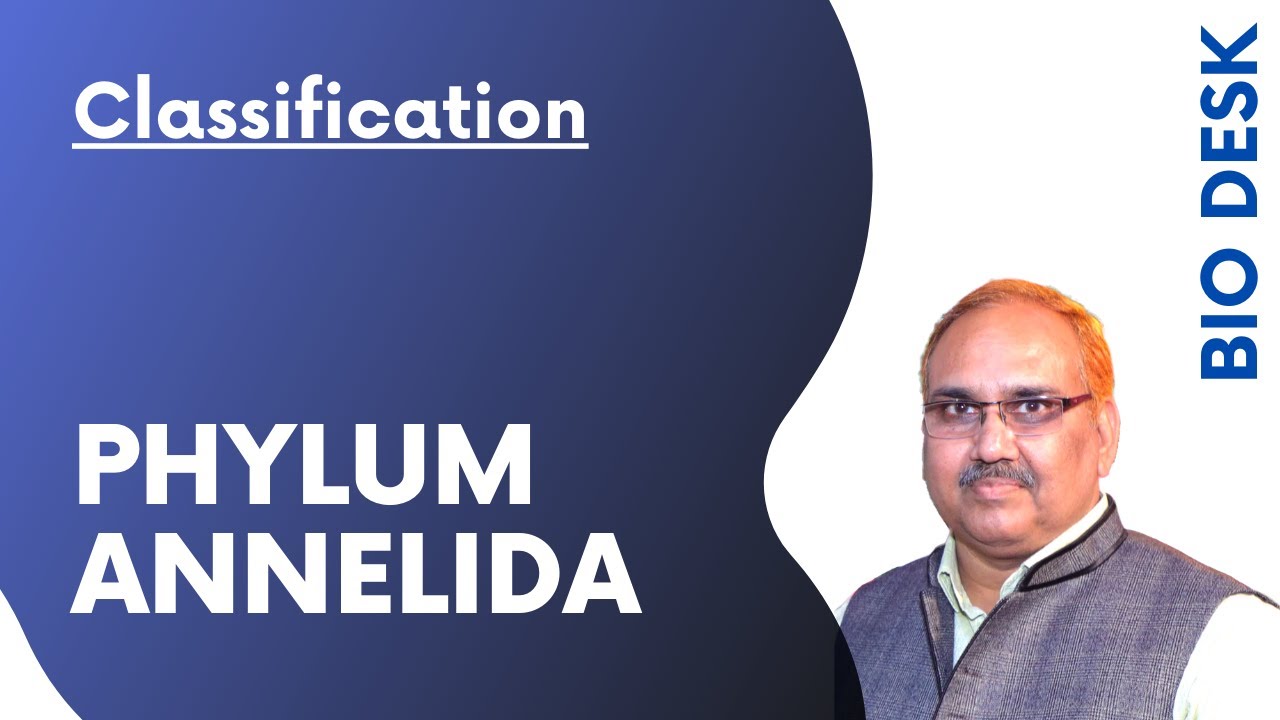 Phylum Annelida - Classification