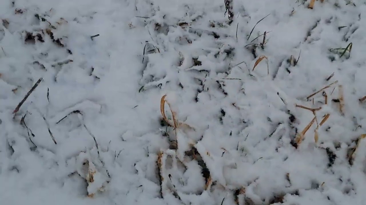 Obfite opady śniegu,przyrost pokrywy śnieżnej  08.02.2026