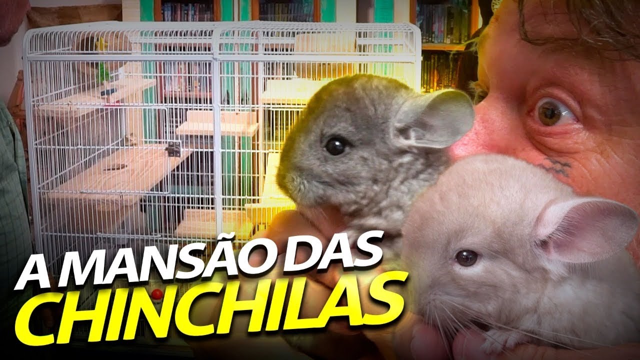 A CASA DOS BICHOS GANHOU UM CASAL DE CHINCHILAS!